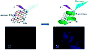 Graphical abstract: Development of a fluorescence assay for highly sensitive detection of Pseudomonas aeruginosa based on an aptamer-carbon dots/graphene oxide system