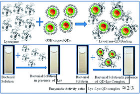 Graphical abstract: Eco-friendly synthesis of CuInS2 and CuInS2@ZnS quantum dots and their effect on enzyme activity of lysozyme