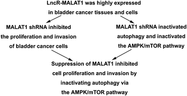Graphical abstract: Retracted Article: Down-regulated LncR-MALAT1 suppressed cell proliferation and migration by inactivating autophagy in bladder cancer