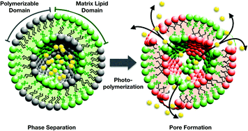 Graphical abstract: Formation of nanopores in DiynePC–DPPC complex lipid bilayers triggered by on-demand photo-polymerization