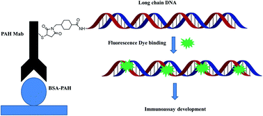 Graphical abstract: Rapid fluorescence immunoassay of benzo[a]pyrene in mainstream cigarette smoke based on a dual-functional antibody–DNA conjugate