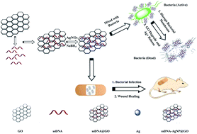 Graphical abstract: Synthesis of DNA-guided silver nanoparticles on a graphene oxide surface: enhancing the antibacterial effect and the wound healing activity