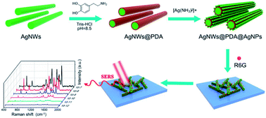 Graphical abstract: Controllable synthesis of AgNWs@PDA@AgNPs core–shell nanocobs based on a mussel-inspired polydopamine for highly sensitive SERS detection