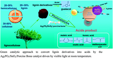 Graphical abstract: A green approach for the synthesis of novel Ag3PO4/SnO2/porcine bone and its exploitation as a catalyst in the photodegradation of lignosulfonate into alkyl acids