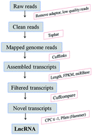 Graphical abstract: Genome-wide identification and characterization of long non-coding RNAs responsive to Dickeya zeae in rice