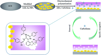 Graphical abstract: Sensitive and selective detection of the highly toxic pesticide carbofuran in vegetable samples by a molecularly imprinted electrochemical sensor with signal enhancement by AuNPs