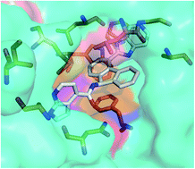 Graphical abstract: Dynamics revelation of conformational changes and binding modes of heat shock protein 90 induced by inhibitor associations