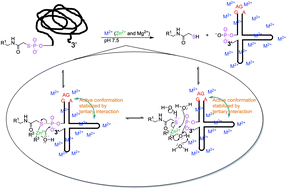 Graphical abstract: Corroboration of Zn(ii)–Mg(ii)-tertiary structure interplays essential for the optimal catalysis of a phosphorothiolate thiolesterase ribozyme