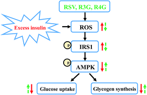 Graphical abstract: Resveratrol metabolites ameliorate insulin resistance in HepG2 hepatocytes by modulating IRS-1/AMPK