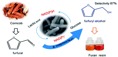 Graphical abstract: Efficient bioconversion of furfural to furfuryl alcohol by Bacillus coagulans NL01