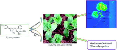 Graphical abstract: Uptake and distribution characteristics of the novel fungicide pyraoxystrobin in cucumber plants