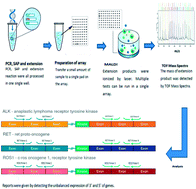 Graphical abstract: Development of a high-throughput and sensitive assay of fusion genes in lung cancer by array-based MALDI-TOFMS