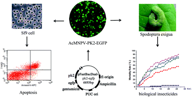 Graphical abstract: Expression of Ac-PK2 protein from AcMNPV improved the progeny virus production via regulation of energy metabolism and protein synthesis