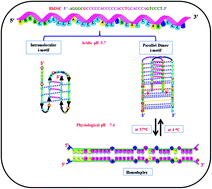 Graphical abstract: Homoduplex to i-motif structural switch exhibited by a cytosine rich strand of the MYH7 heavy chain β gene promoter at physiological pH