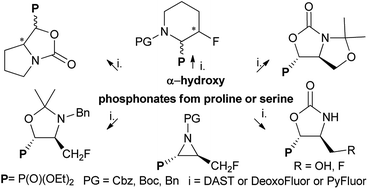 Graphical abstract: Pyrrolidine and oxazolidine ring transformations in proline and serine derivatives of α-hydroxyphosphonates induced by deoxyfluorinating reagents