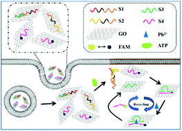 Graphical abstract: Proximity hybridization triggered strand displacement and DNAzyme assisted strand recycling for ATP fluorescence detection in vitro and imaging in living cells