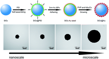 Graphical abstract: Facile synthesis of high-performance SiO2@Au core–shell nanoparticles with high SERS activity