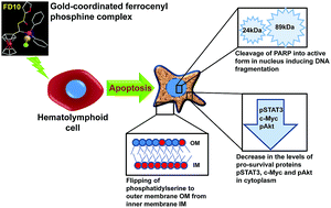 Graphical abstract: Screening of ferrocenyl–phosphines identifies a gold-coordinated derivative as a novel anticancer agent for hematological malignancies