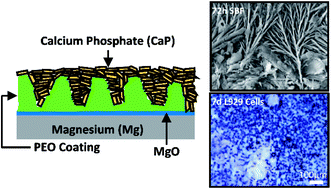 Graphical abstract: Electrochemical surface engineering of magnesium metal by plasma electrolytic oxidation and calcium phosphate deposition: biocompatibility and in vitro degradation studies
