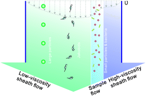 Graphical abstract: High purity and viability cell separation of a bacterivorous jakobid flagellate based on a steep velocity gradient induced soft inertial force