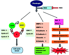 Graphical abstract: Plumbagin induces ROS-mediated apoptosis and cell cycle arrest and inhibits EMT in human cervical carcinoma cells