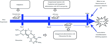 Graphical abstract: Ameliorative effects and possible molecular mechanisms of action of fibrauretine from Fibraurea recisa Pierre on d-galactose/AlCl3-mediated Alzheimer's disease