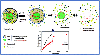 Graphical abstract: Dual release kinetics in a single dosage from core–shell hydrogel scaffolds