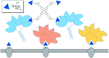 Graphical abstract: Revealing biomedically relevant cell and lectin type-dependent structure–activity profiles for glycoclusters by using tissue sections as an assay platform