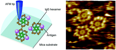 Graphical abstract: Immunoactivity of self-assembled antibodies investigated by atomic force microscopy