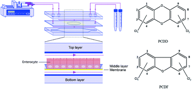 Graphical abstract: Implementation of a dynamic intestinal gut-on-a-chip barrier model for transport studies of lipophilic dioxin congeners