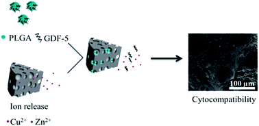 Graphical abstract: Fabrication of a Cu/Zn co-incorporated calcium phosphate scaffold-derived GDF-5 sustained release system with enhanced angiogenesis and osteogenesis properties