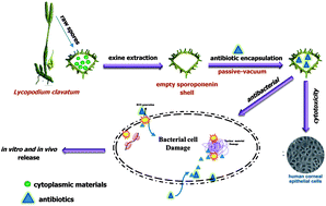 Graphical abstract: Encapsulation of erythromycin and bacitracin antibiotics into natural sporopollenin microcapsules: antibacterial, cytotoxicity, in vitro and in vivo release studies for enhanced bioavailability