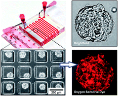 Graphical abstract: Study of oxygen tension variation within live tumor spheroids using microfluidic devices and multi-photon laser scanning microscopy