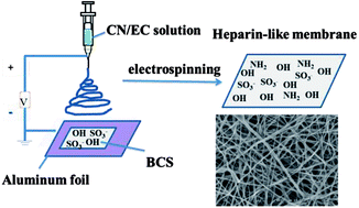 Graphical abstract: Fabrication of a blood compatible composite membrane from chitosan nanoparticles, ethyl cellulose and bacterial cellulose sulfate