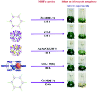 Graphical abstract: Growth inhibition of Microcystic aeruginosa by metal–organic frameworks: effect of variety, metal ion and organic ligand