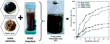 Graphical abstract: Structural and metabolic adaptation of cellulolytic microcosm in co-digested Napier grass-swine manure and its application in enhancing thermophilic biogas production