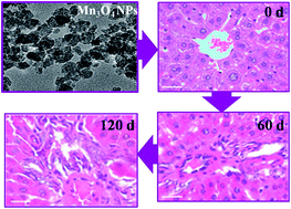 Graphical abstract: Cytochrome P450-dependent reactive oxygen species (ROS) production contributes to Mn3O4 nanoparticle-caused liver injury