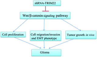 Graphical abstract: Retracted Article: TRIM22 functions as an oncogene in gliomas through regulating the Wnt/β-catenin signaling pathway