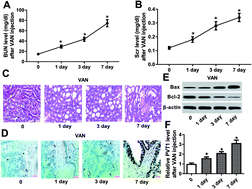 Graphical abstract: Retracted Article: PVT1 knockdown alleviates vancomycin-induced acute kidney injury by targeting miR-124 via inactivation of NF-κB signaling