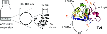 Graphical abstract: How experimental details matter. The case of a laccase-catalysed oligomerisation reaction