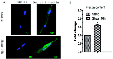 Graphical abstract: The effect of shear on the cytoskeleton remodeling and physiological performance of myocardium cells through Tmod1
