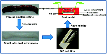 Graphical abstract: A fast screening model for drug permeability assessment based on native small intestinal extracellular matrix