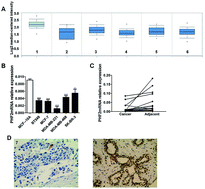 Graphical abstract: The expression and biological function of the PHF2 gene in breast cancer