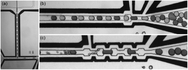 Graphical abstract: An efficient strategy for a controllable droplet merging system for digital analysis