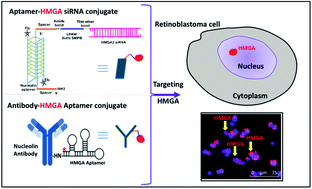 Graphical abstract: Targeting HMGA protein inhibits retinoblastoma cell proliferation