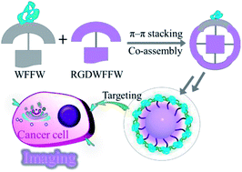 Graphical abstract: Novel oligopeptide nanoprobe for targeted cancer cell imaging