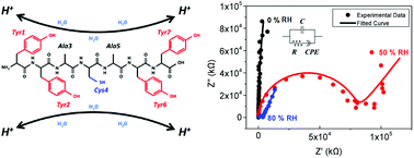 Graphical abstract: Effects of proton conduction on dielectric properties of peptides