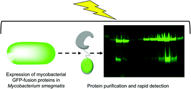 Graphical abstract: A GFP-strategy for efficient recombinant protein overexpression and purification in Mycobacterium smegmatis