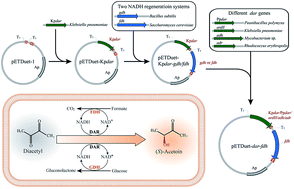 Graphical abstract: Enhanced production of optical (S)-acetoin by a recombinant Escherichia coli whole-cell biocatalyst with NADH regeneration