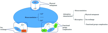 Graphical abstract: Biosorption and bioaccumulation characteristics of cadmium by plant growth-promoting rhizobacteria